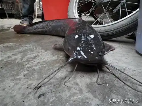  蒙圈了广东男子地基下挖出一堆旱地鱼,鬼楼事件主角就是它