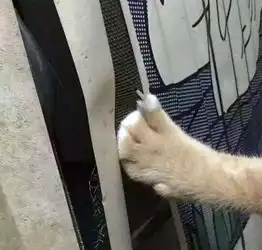  主人回家发现橘猫姿势很奇怪,知道真相后笑喷了
