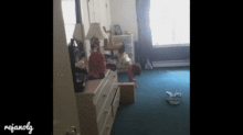 哈士奇动态图片搞笑gif