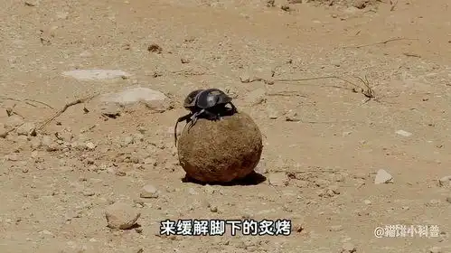  粪便世界的探险家,屎壳郎的科学奥秘屎壳郎推粪球科普知识