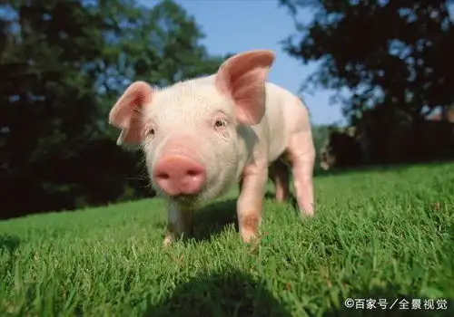  2021年养猪的利润与成本分析养10头猪一年利润多少