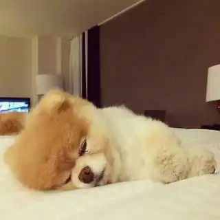 睡觉图片搞笑 表情狗狗