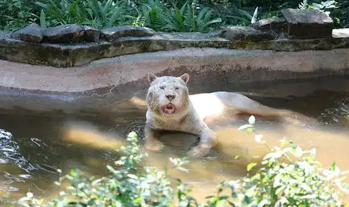  直击炎炎夏日动物避暑有凉方