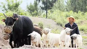 郧西马头羊肉一碗汤汁鲜香又温补 郧西马头羊肉一碗汤汁鲜香又温补