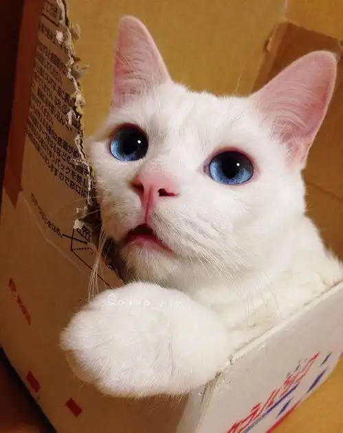  一波让铲屎官下不去嘴吸的猫,虽然丑但是好好笑啊