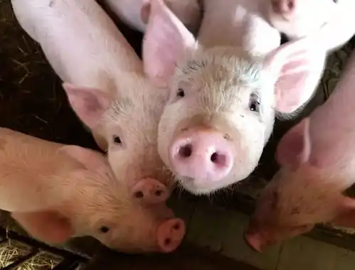  新余发放猪肉价格临时补贴423.86万元元旦至元宵节将加大政府储备肉投放
