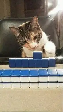  猫大王,不是我,是它打你的