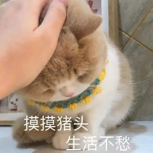  哎呀,栽了丨第806期喵表情包