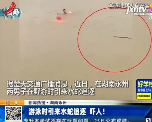  游泳时引来水蛇追逐,吓人