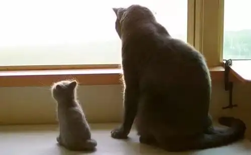 滚蛋吧,毛球君  滚蛋吧,毛球君