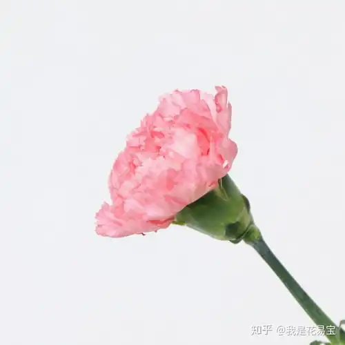  教师节康乃馨不知道怎么选看这里