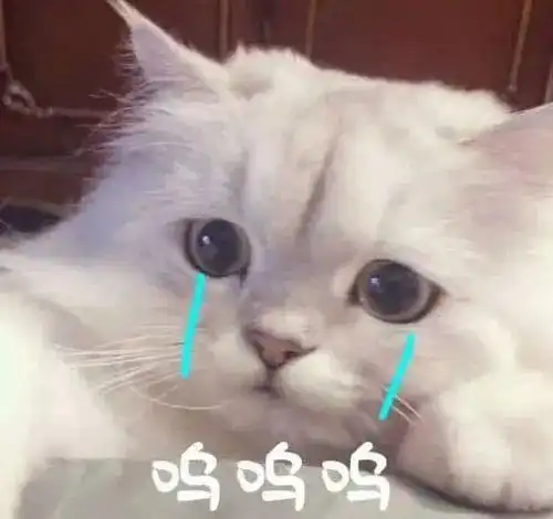  小猫咪这么可爱,为什么它的脚会如此的臭