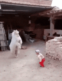  不是所有的哈士奇都可以叫做二哈今天就让你们见识一下