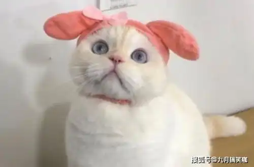  搞笑段子我帅哥,能留下联系方式吗帅哥我有男朋友了