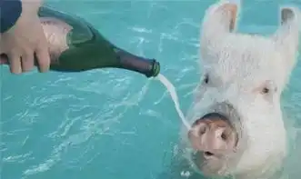 一群猪吃饭的图片搞笑巴