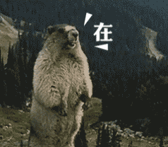  土拨鼠啊表情包gif