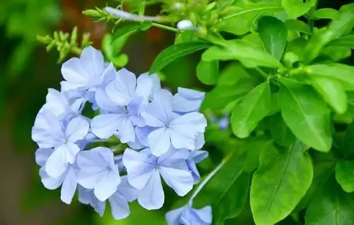 好看好养的几种花,夏天高温开花也很优秀,现在入手正当时 好看好养的几种花,夏天高温开花也很优秀,现在入手正当时