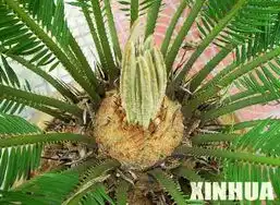  安徽省淮北铁树一家三口齐开花组图