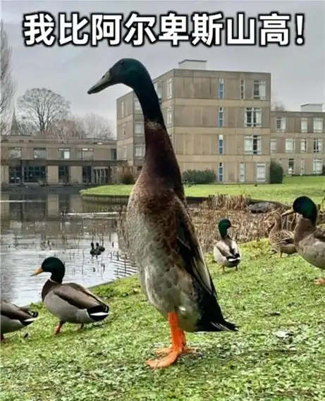 鸭子搞笑图片张宝秀