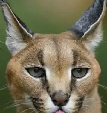 搞笑gif没有什么事是一巴掌解决不了的,不行就两巴掌  搞笑gif没有什么事是一巴掌解决不了的,不行就两巴掌