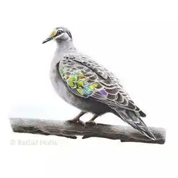  彩铅画的鸟儿要飞起来啦