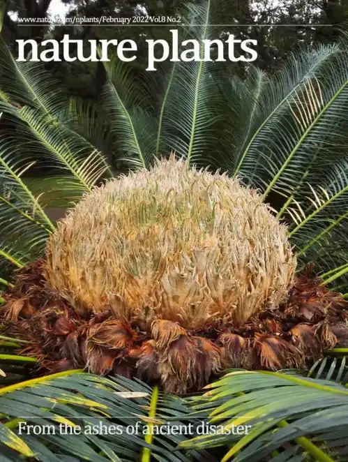 铁树开花图片搞笑三合汤