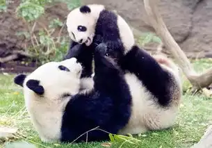  听说大熊猫母子马上要回中国了,美网友急哭了