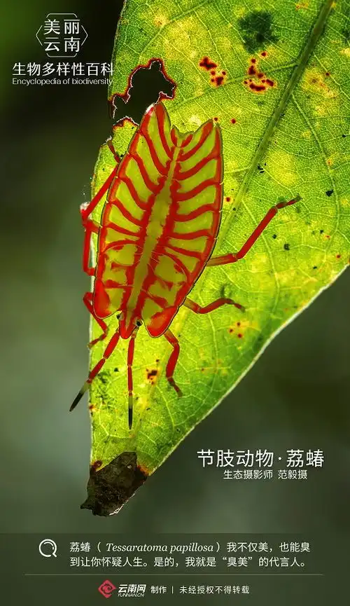  节肢动物荔蝽我就是爱臭美