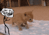 继讲卫生的猫出现后,狗狗也表示要学习了...  继讲卫生的猫出现后,狗狗也表示要学习了...