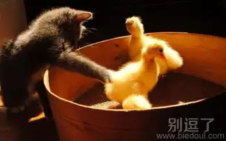 鸭子搞笑图片搞怪