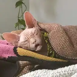 又丑又搞笑的图片头像丑