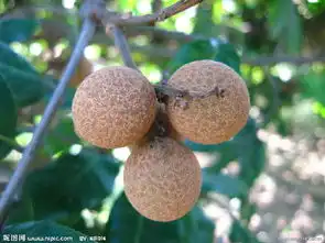  龙眼