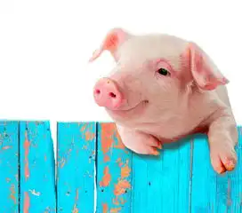  四川生猪生产止跌回升猪肉零售均价56.98元公斤