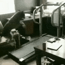  搞笑gif与美女共舞,开心