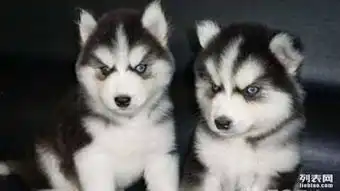  自家喂养的一窝纯种哈士奇幼犬转让正宗蓝眼三把火