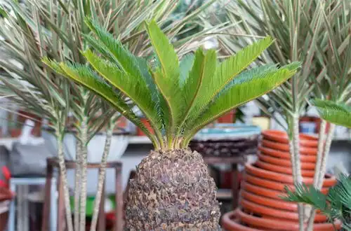  苏铁属于什么植物是裸子植物,只结果不开花,少有人知的冷知识