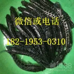  中山大口鲶鱼苗韶关大头鱼苗江门鸭嘴鱼苗-黄页88网