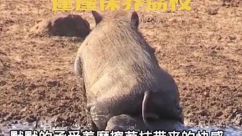  动物世界野生动物零距离动物解说疣猪动物搞笑视频