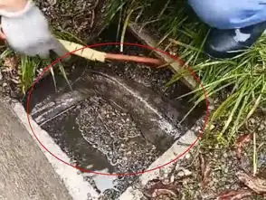 农民家里的卫生间内经常传来婴儿哭声打开化粪池一看原来是鲶鱼