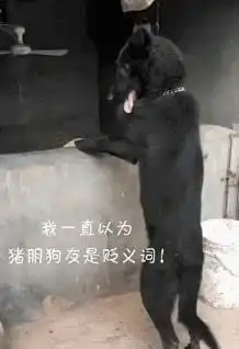 100个沙雕搞笑图片