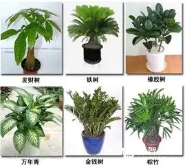  办公室风水植物的选择有哪些注意事项