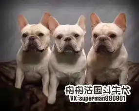  购买帖3法国斗牛犬是会逆袭的,你漏掉很多好狗