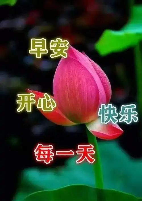 清晨问候暖心语录图片