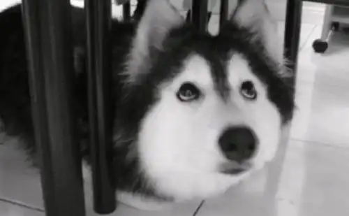  哈士奇犯二合集,完全是狗界的犯二扛把子,主人不想养这狗了
