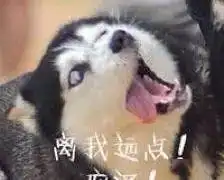  二哈被女主人抱在怀里,表情十分享受这搞得我都不好意思拆家了