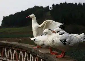  花白鸭拍摄记图集