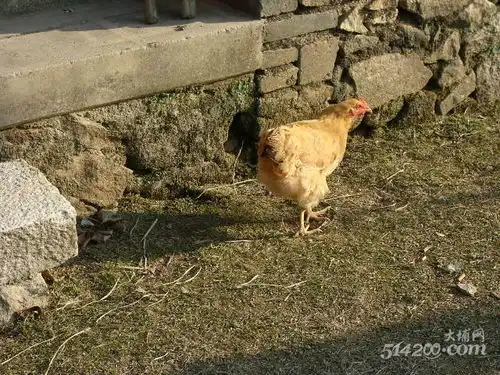 家乡印象鸡鸭狗大埔摄影514200.com
