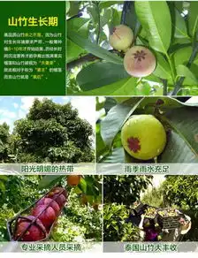  山竹竟然是这样长出来的,看完我都惊呆了