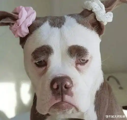 狗狗被弃养的5个原因,最后一点,太扯了  狗狗被弃养的5个原因,最后一点,太扯了