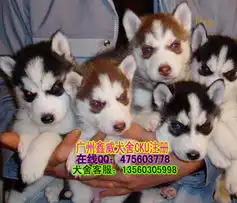  标题广州哈士奇犬广州纯种哈士奇犬多少钱一只广州哪里有卖哈士奇